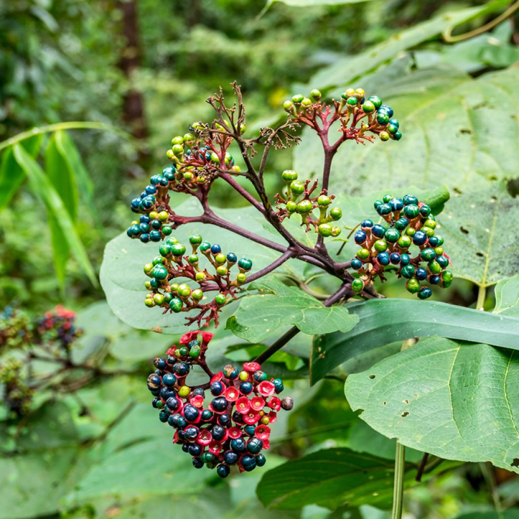 Clerodendrum bungei