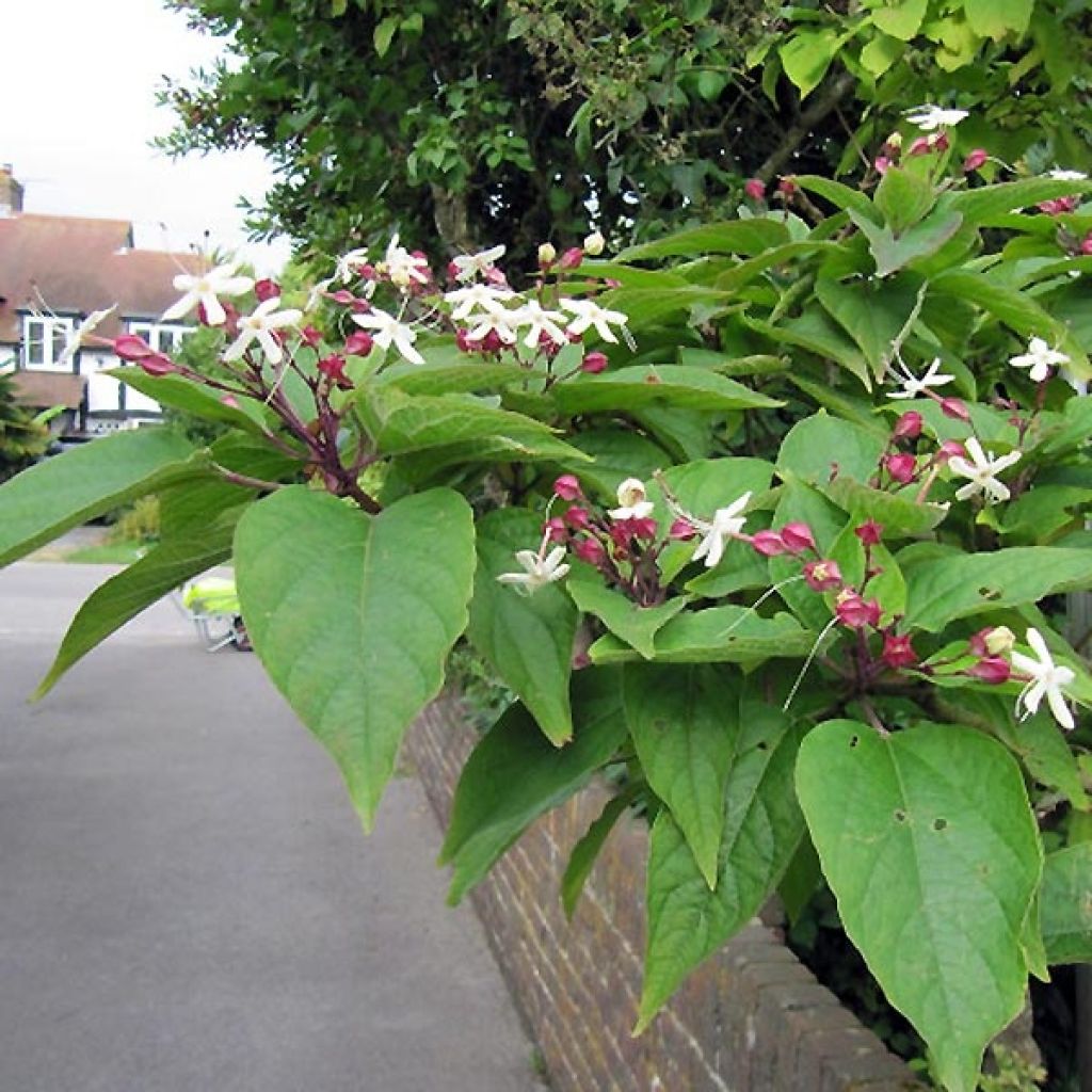 Clerodendrum trichotomum Fargesii