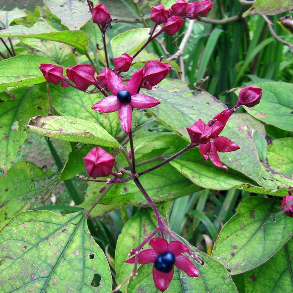 Clerodendrum trichotomum Fargesii