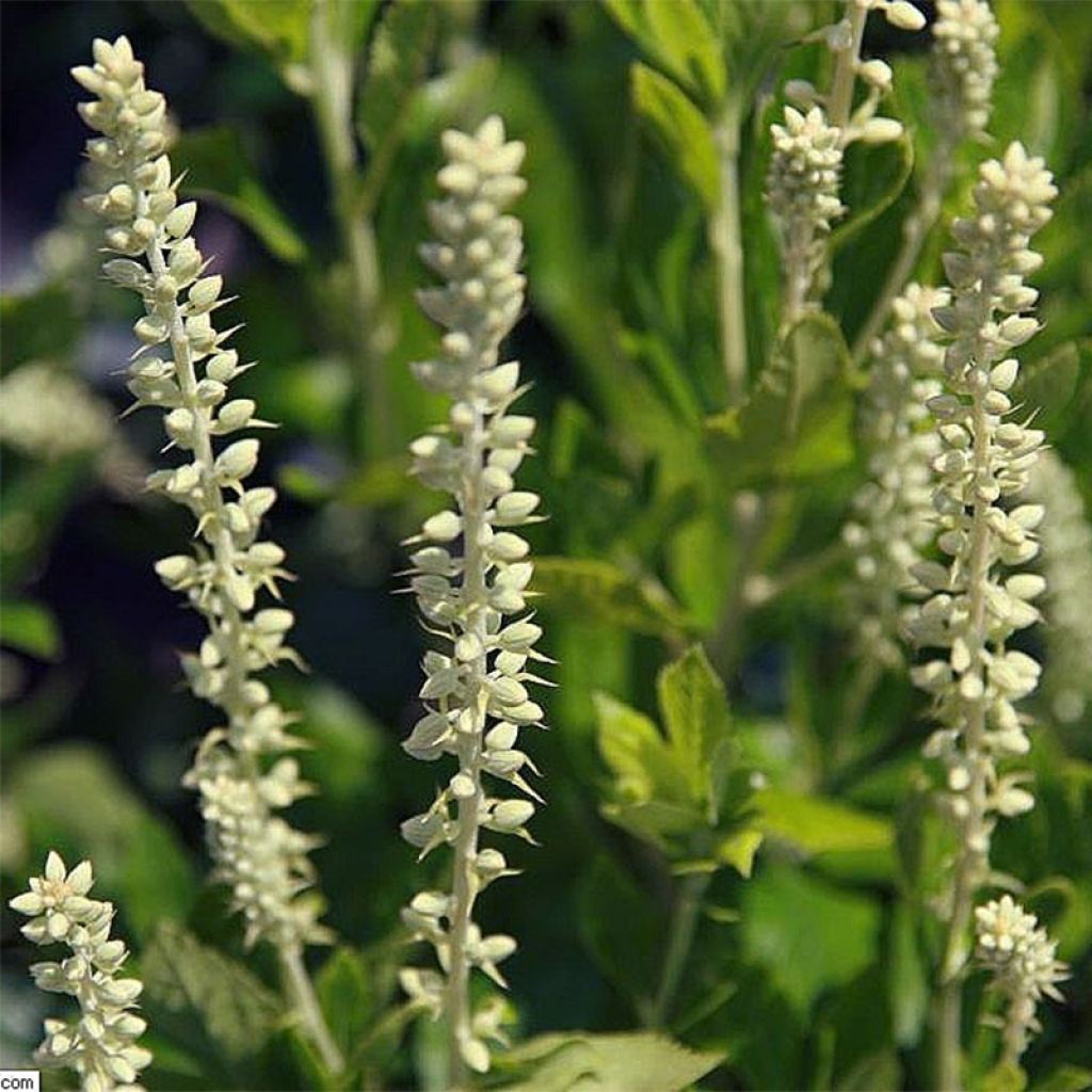 Clethra alnifolia Sixteen Candles