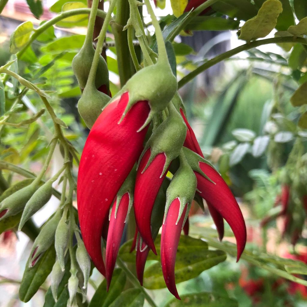 Clianthus puniceus Kaka King