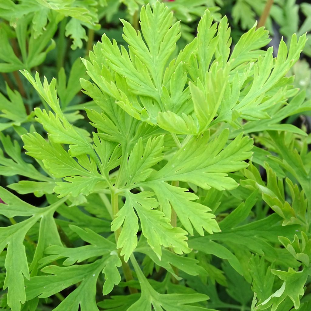 Dicentra formosa Bacchanal