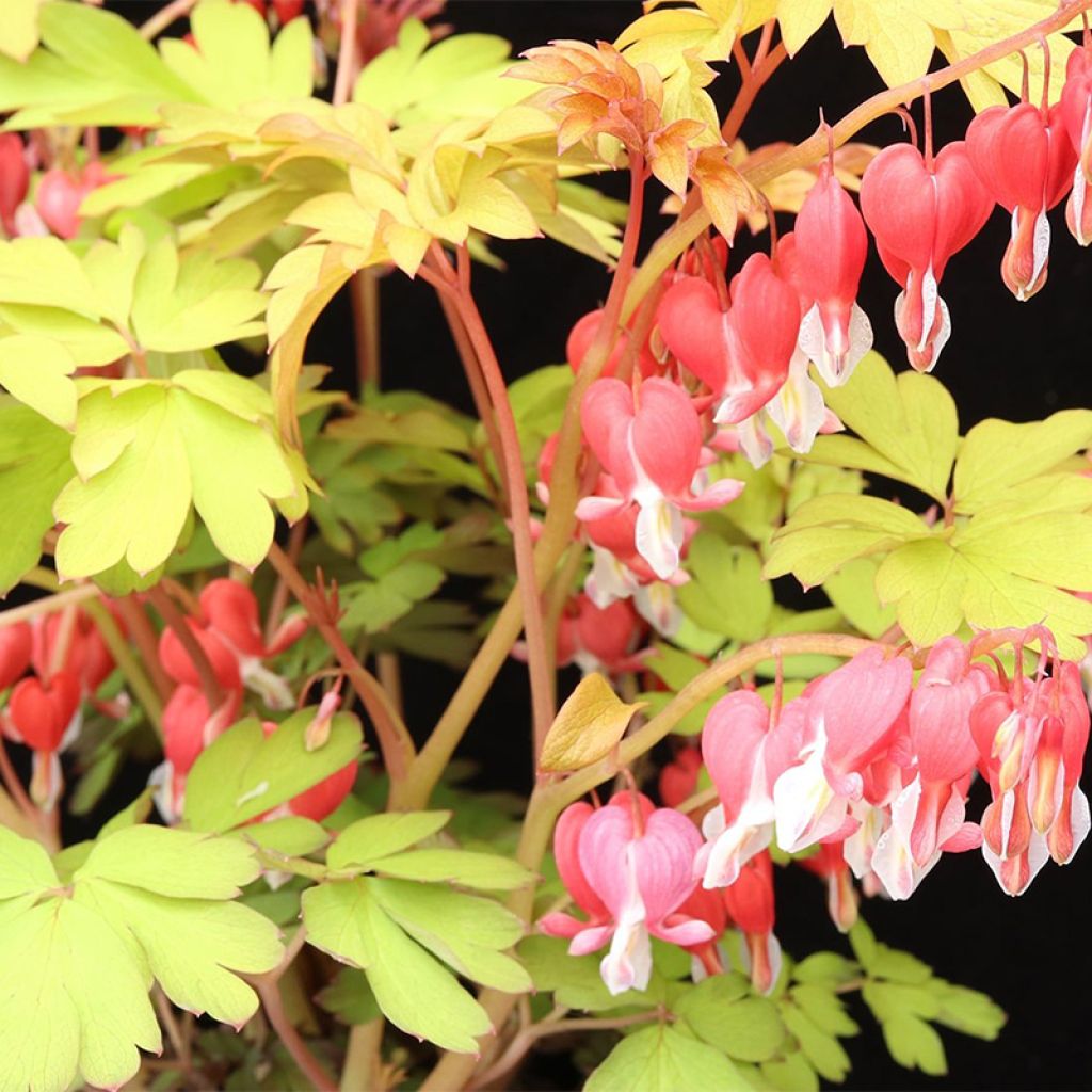 Coeur de Marie - Dicentra spectabilis Ruby Gold