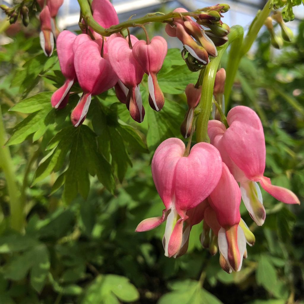 Dicentra spectabilis - Bleeding Heart