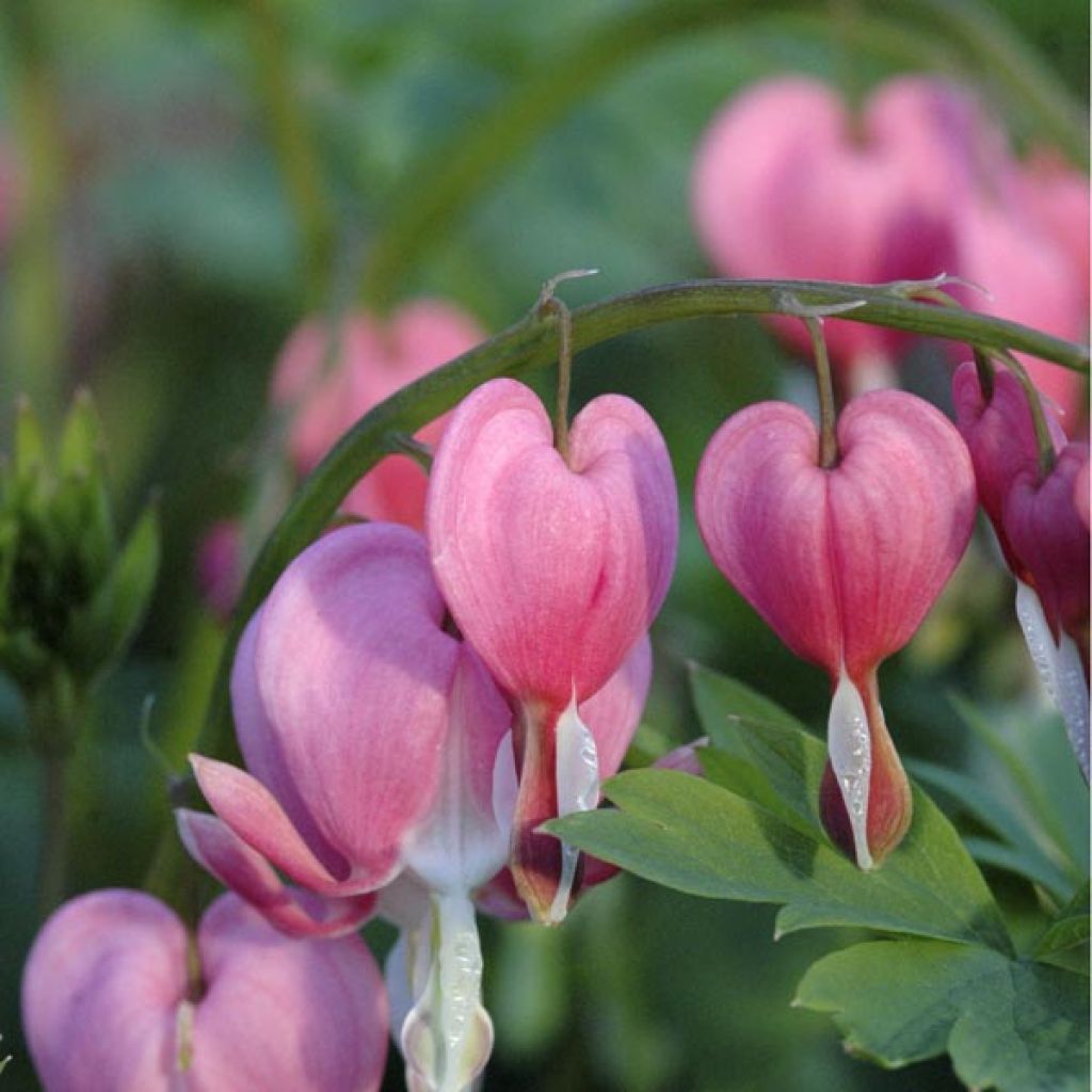 Dicentra spectabilis - Bleeding Heart