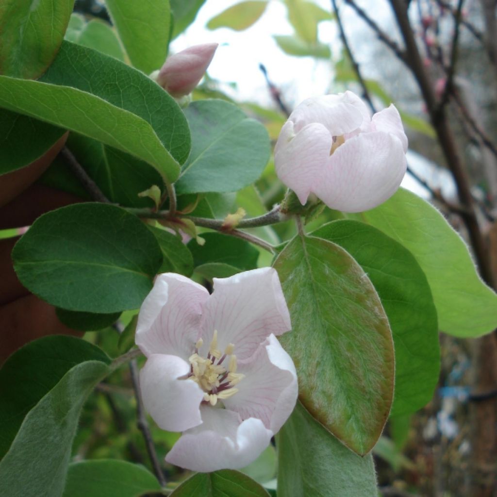 Quince Champion - Cydonia oblonga