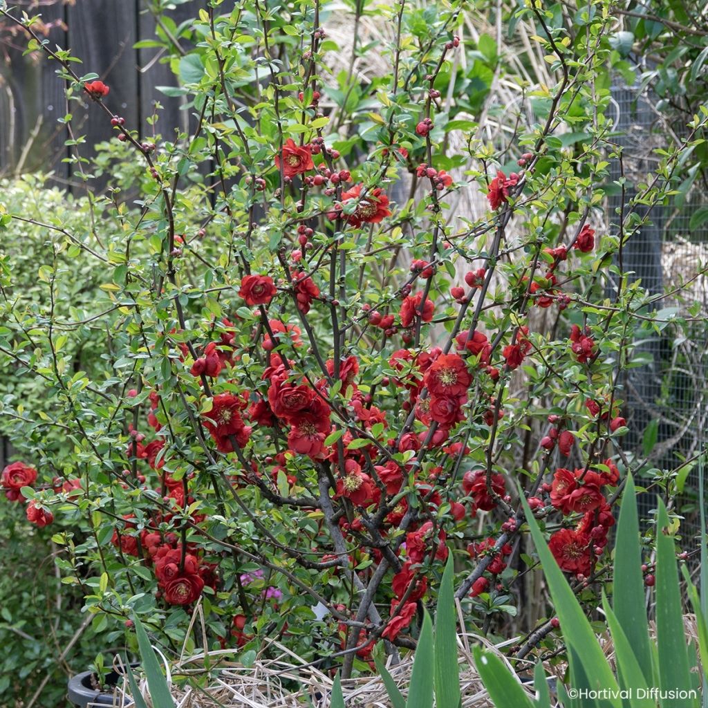 Chaenomeles Double Delice Love - Japanese quince
