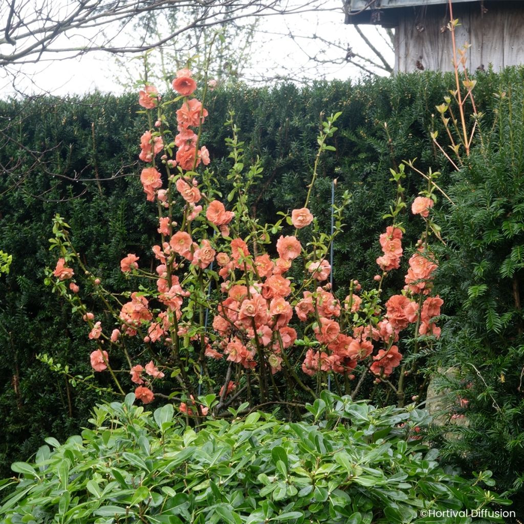 Chaenomeles speciosa Double Delice Passion - Japanese quince
