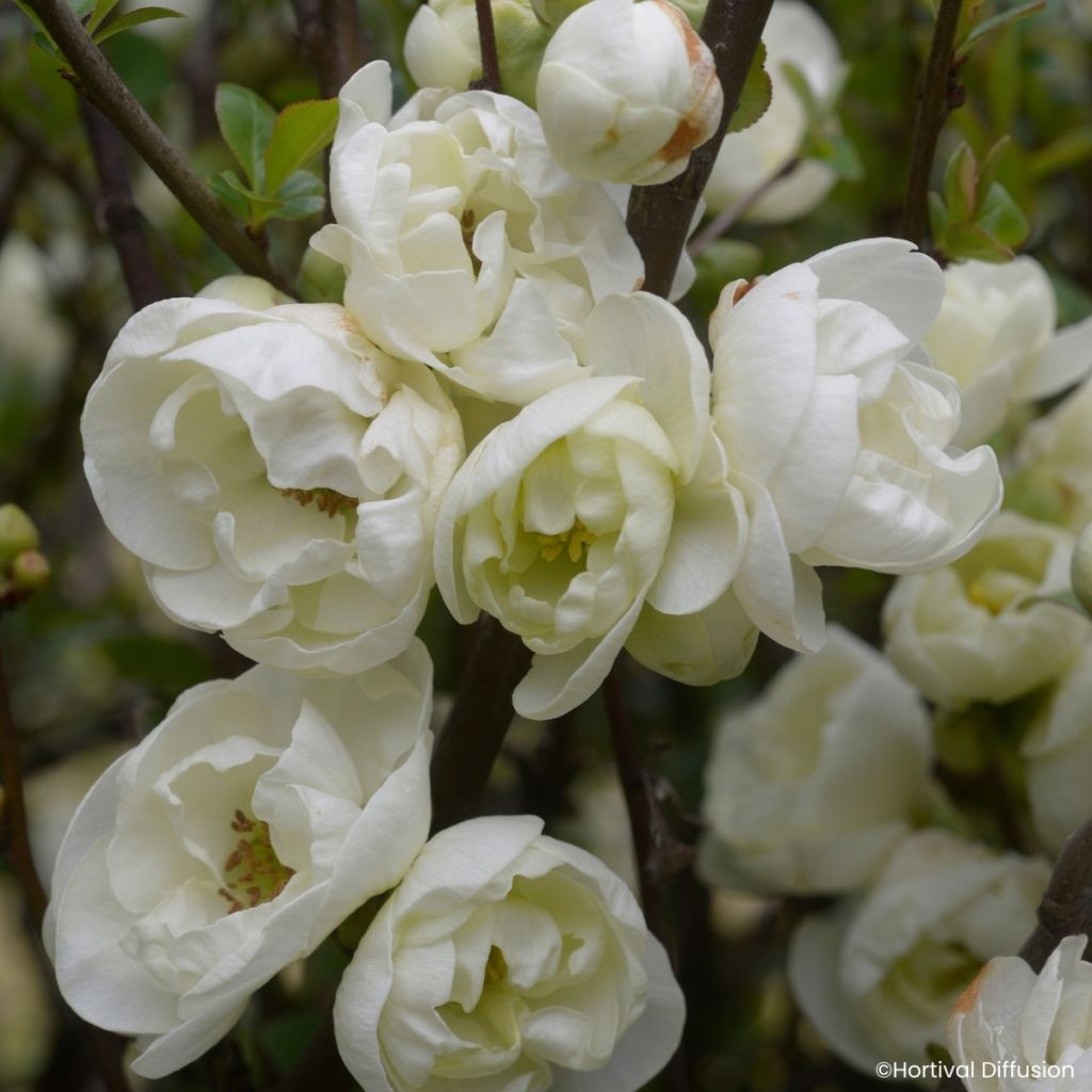 Chaenomeles speciosa Double Delice Pure - Japanese quince