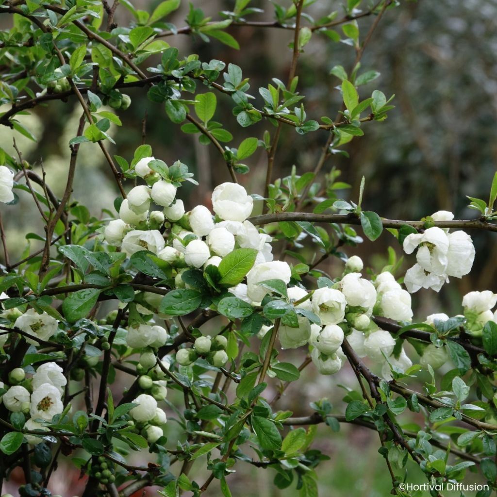 Chaenomeles speciosa Double Delice Pure - Japanese quince