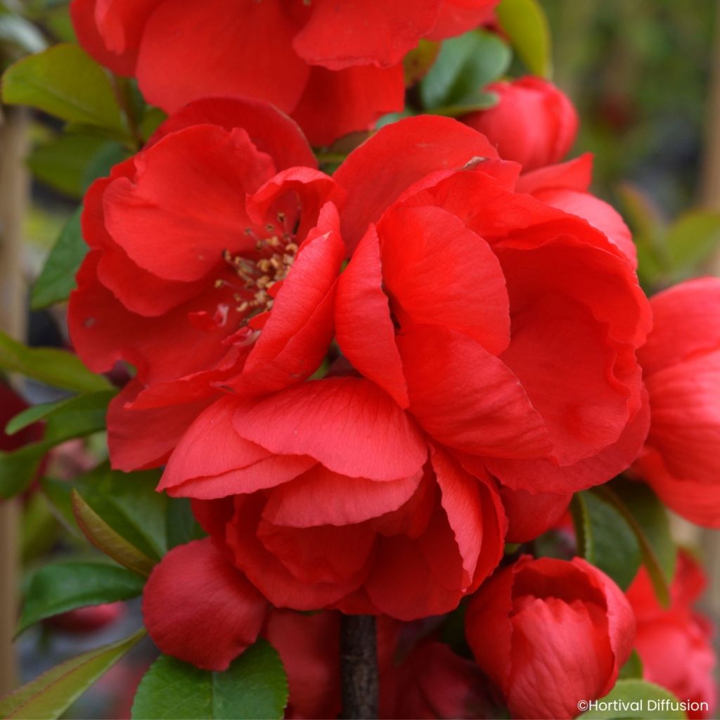 Chaenomeles speciosa Rouge Baiser - Japanese quince