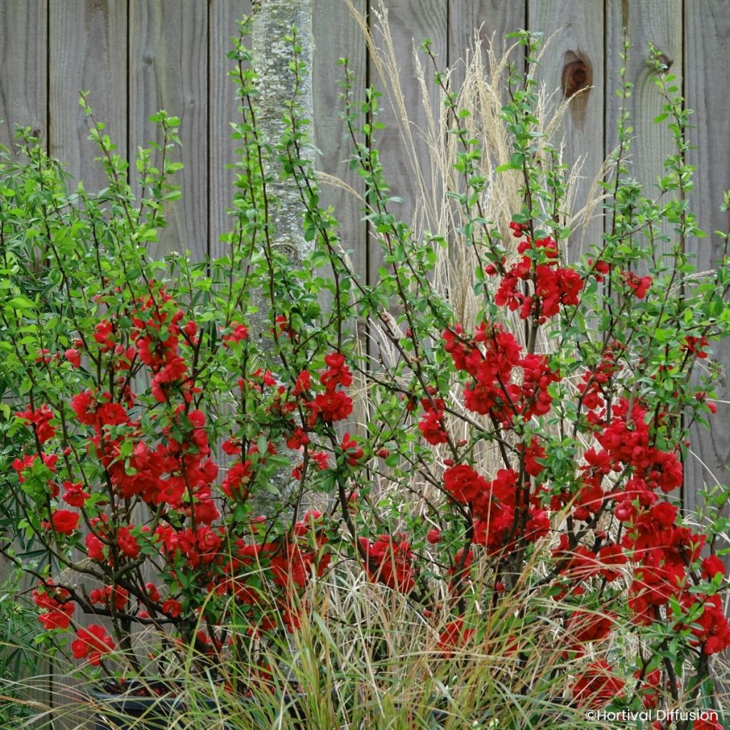 Chaenomeles speciosa Rouge Baiser - Japanese quince