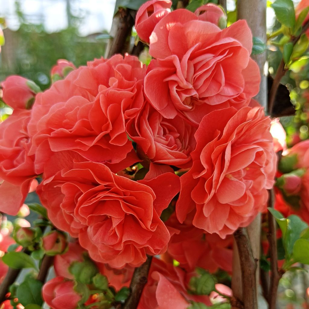 Chaenomeles speciosa Orange Storm - Flowering Quince