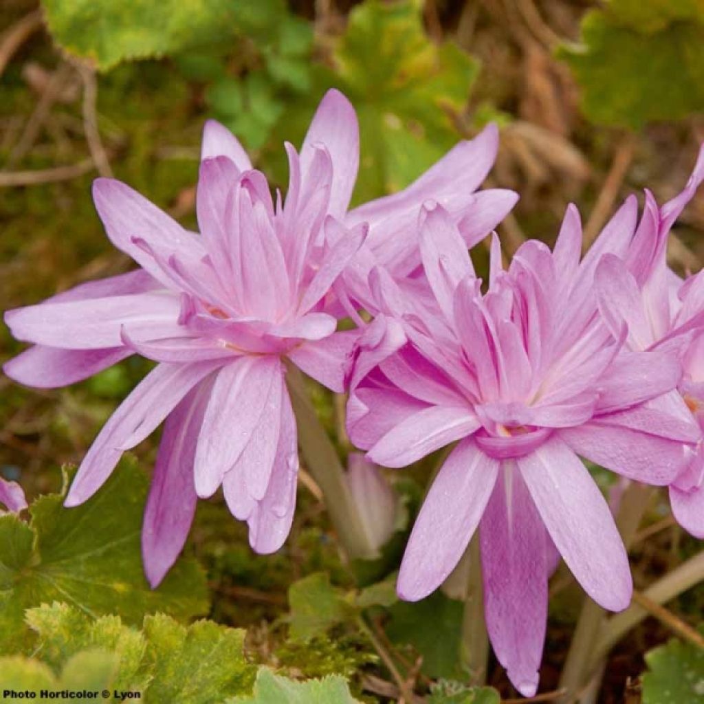 Colchicum automnale Waterlily