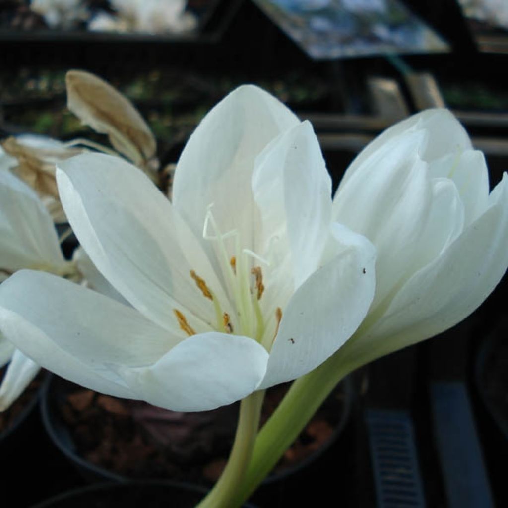 Colchicum speciosum Album - Autumn crocus