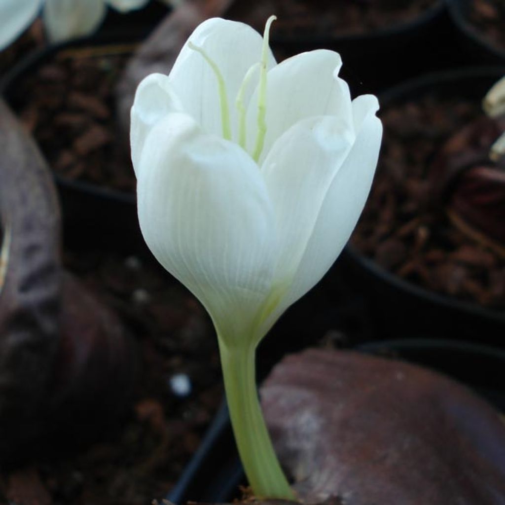 Colchicum speciosum Album - Autumn crocus