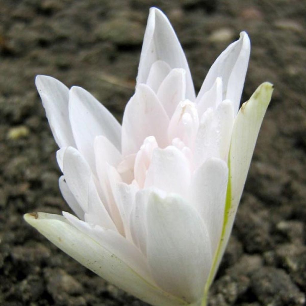 Colchicum autumnale Alboplenum - Autumn crocus