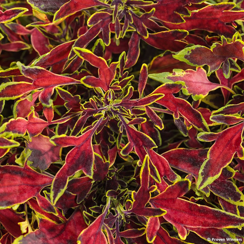 Solenostemon ColorBlaze Mini Me Watermelon