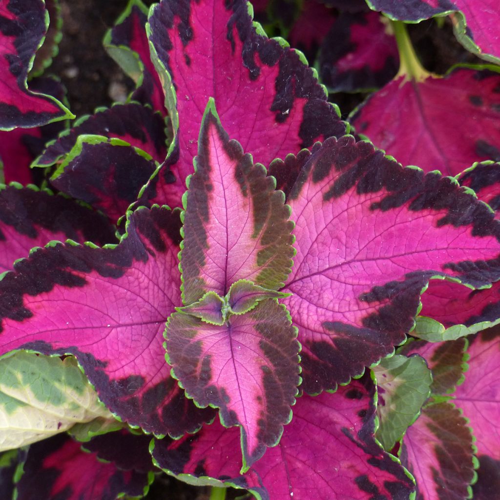 Solenostemon Mesmerize Chocolate Rose