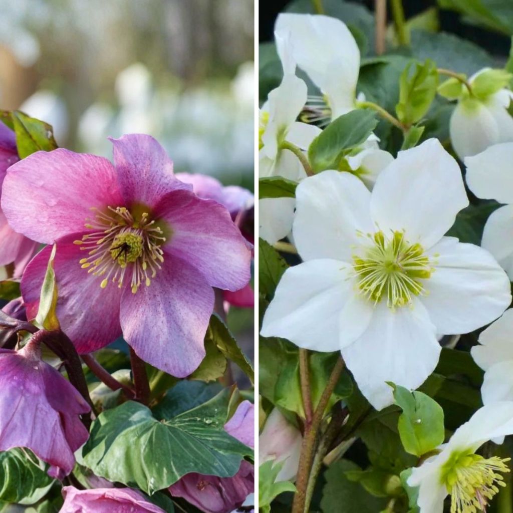 Collection of 2 Hybrid Hellebores 