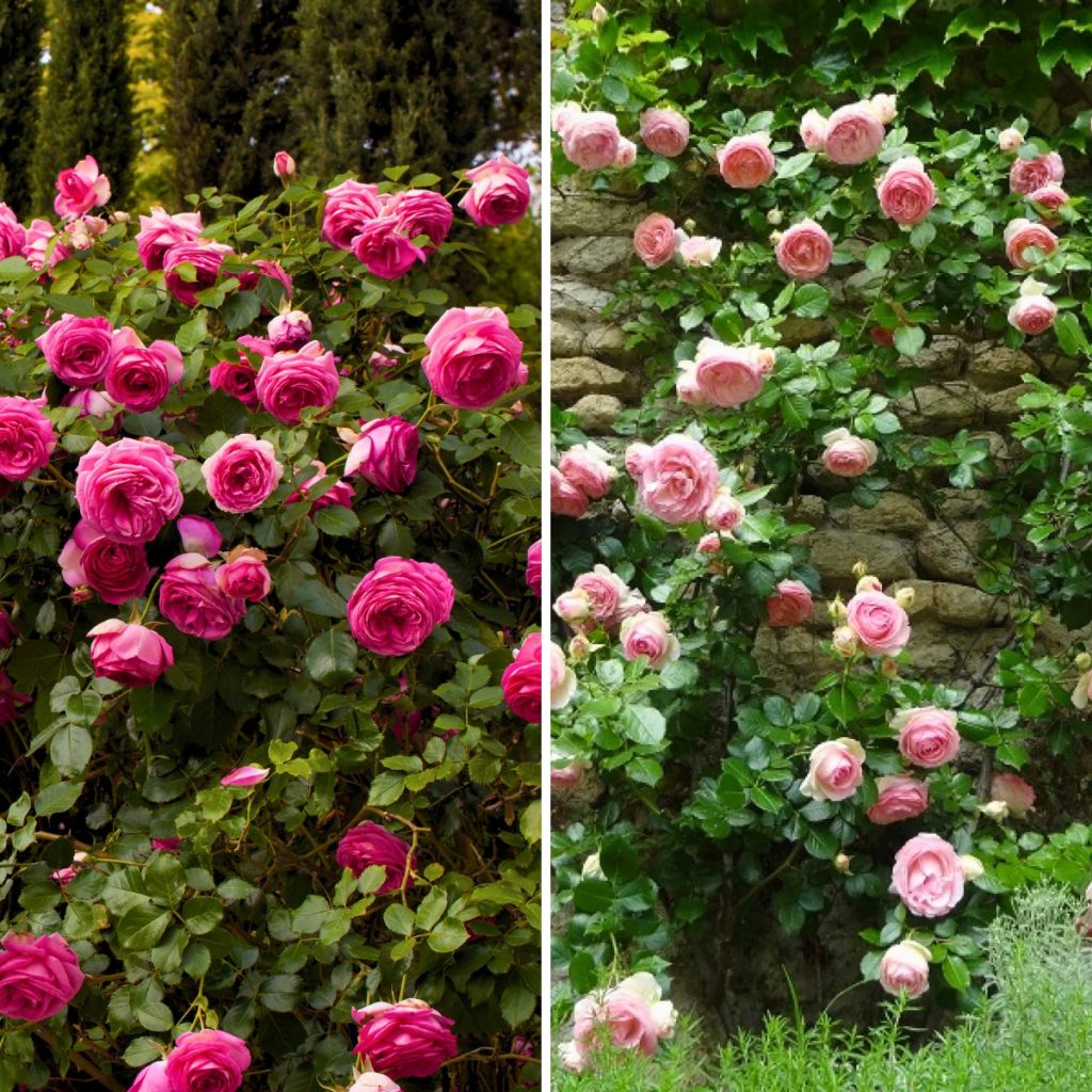 Collection of 2 Pink Climbing Roses 