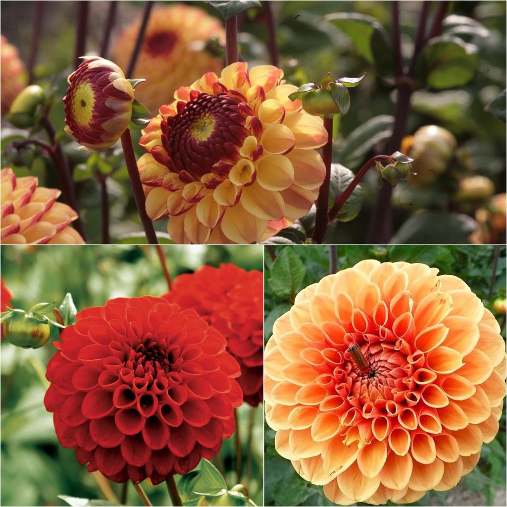Neck 3 dahlias ball, warm shades