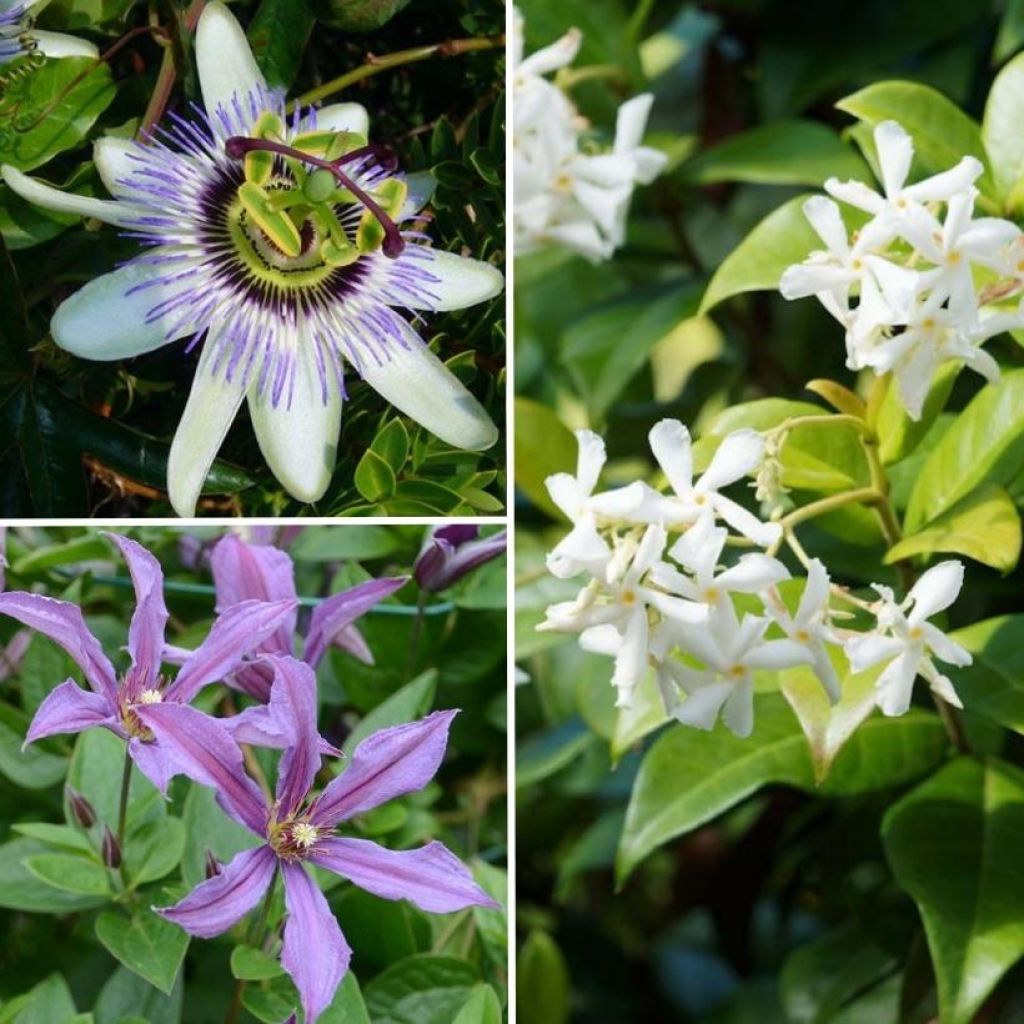 The Best Climbing Plants Collection