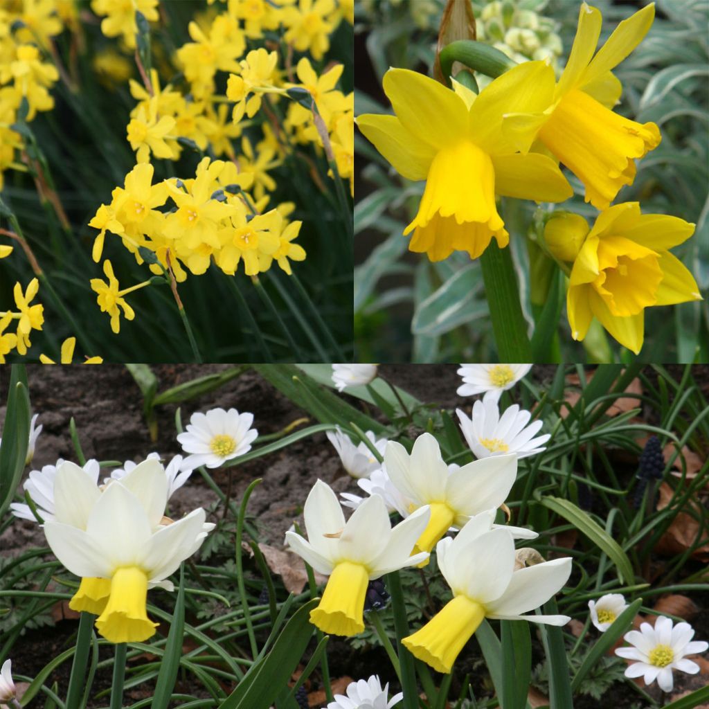Collection of 30 Early Daffodils