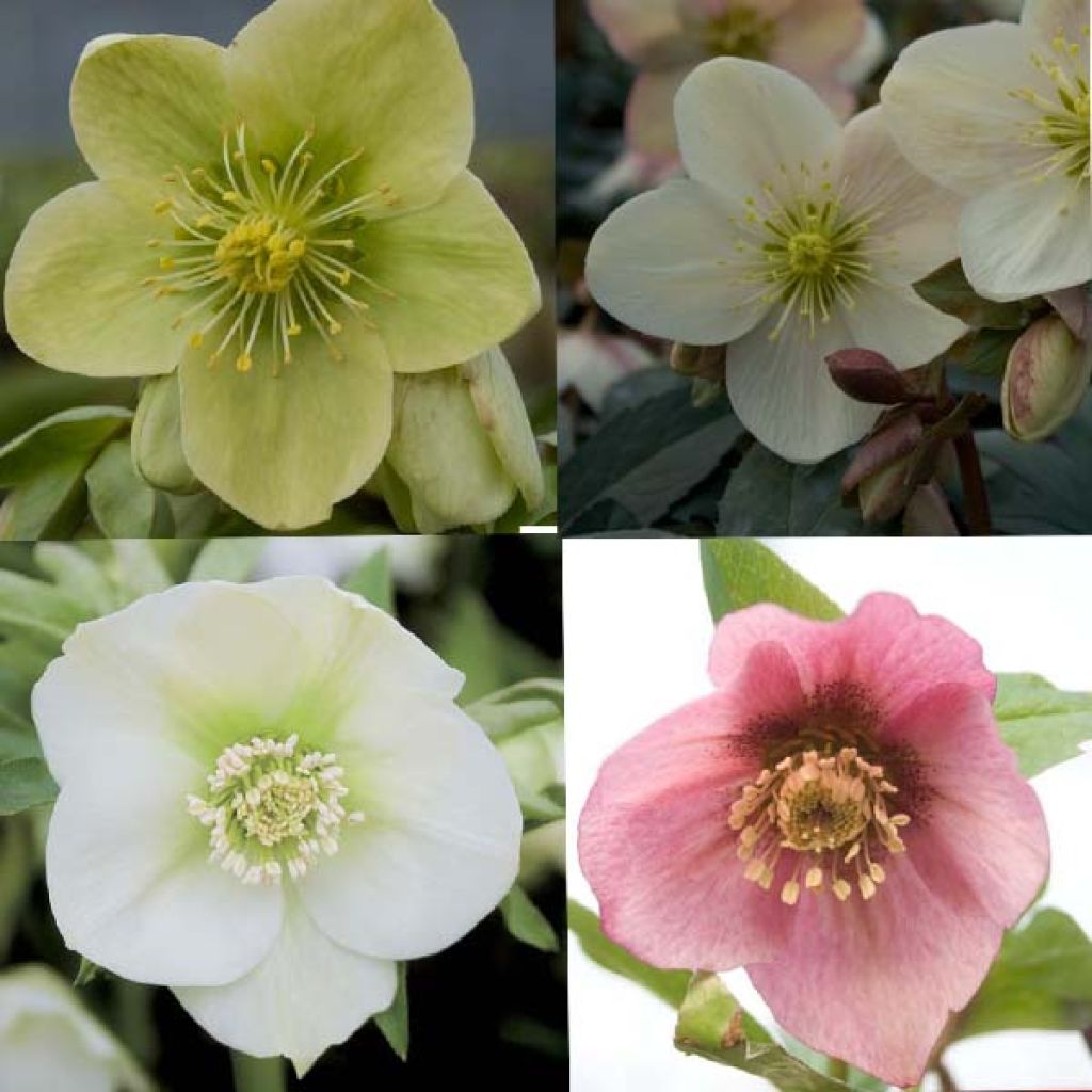 Collection of 4 Hellebores