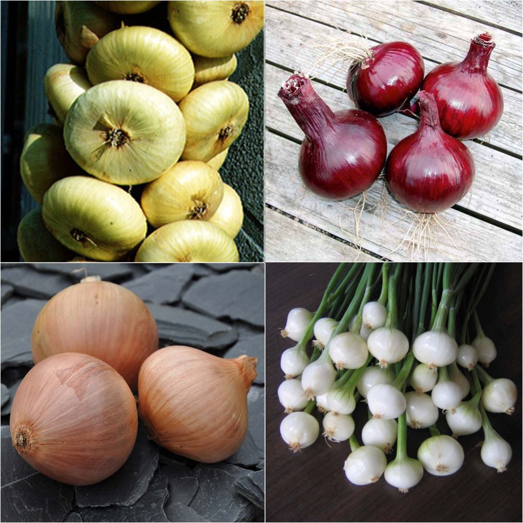 Collection of 4 colourful onions
