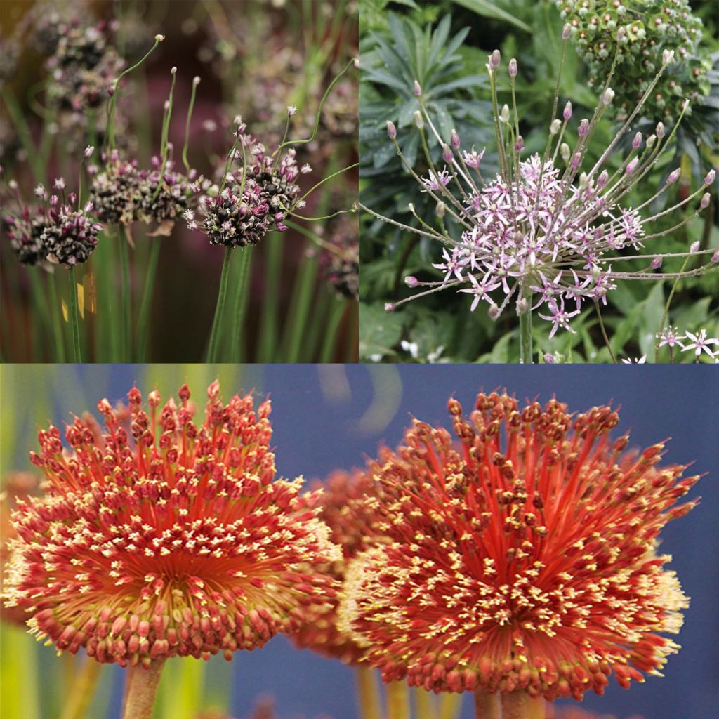 Collection of 10 Unique Alliums