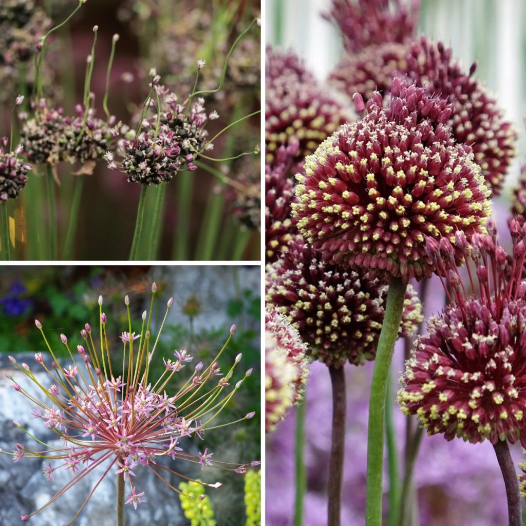 Collection of 10 Unique Alliums