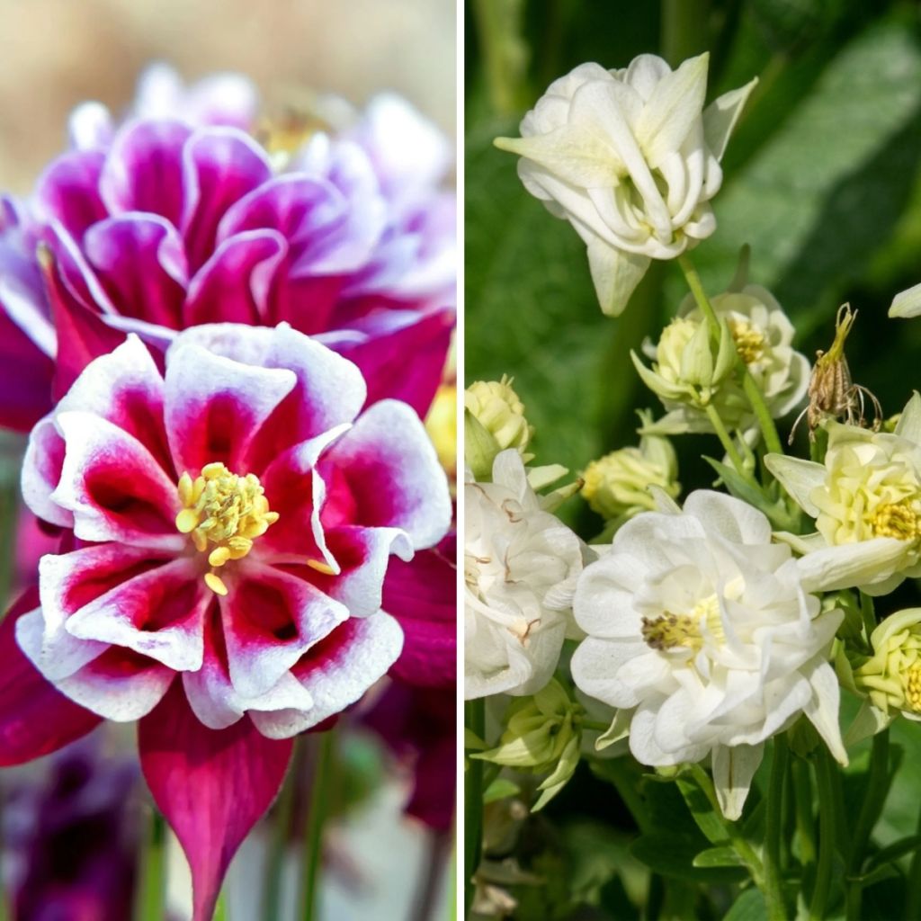 Collection of 3 Winky Double Columbines 