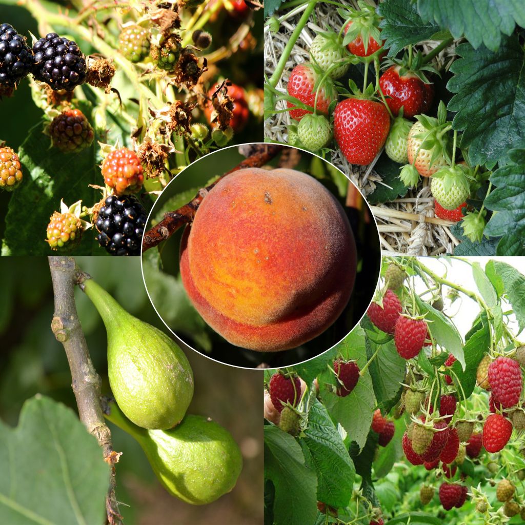 Jam Collection Plus - 5 fruit and berry trees