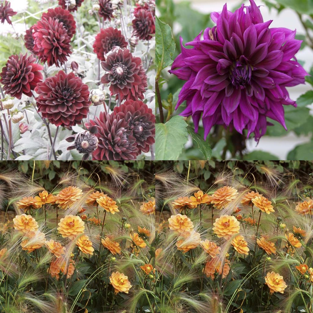 Collection of Contrasting Dahlias: Light-dark