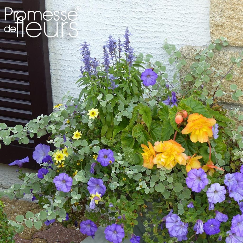 Ochre-Blue Planter Collection - 5 annuals with blue and ochre flowers