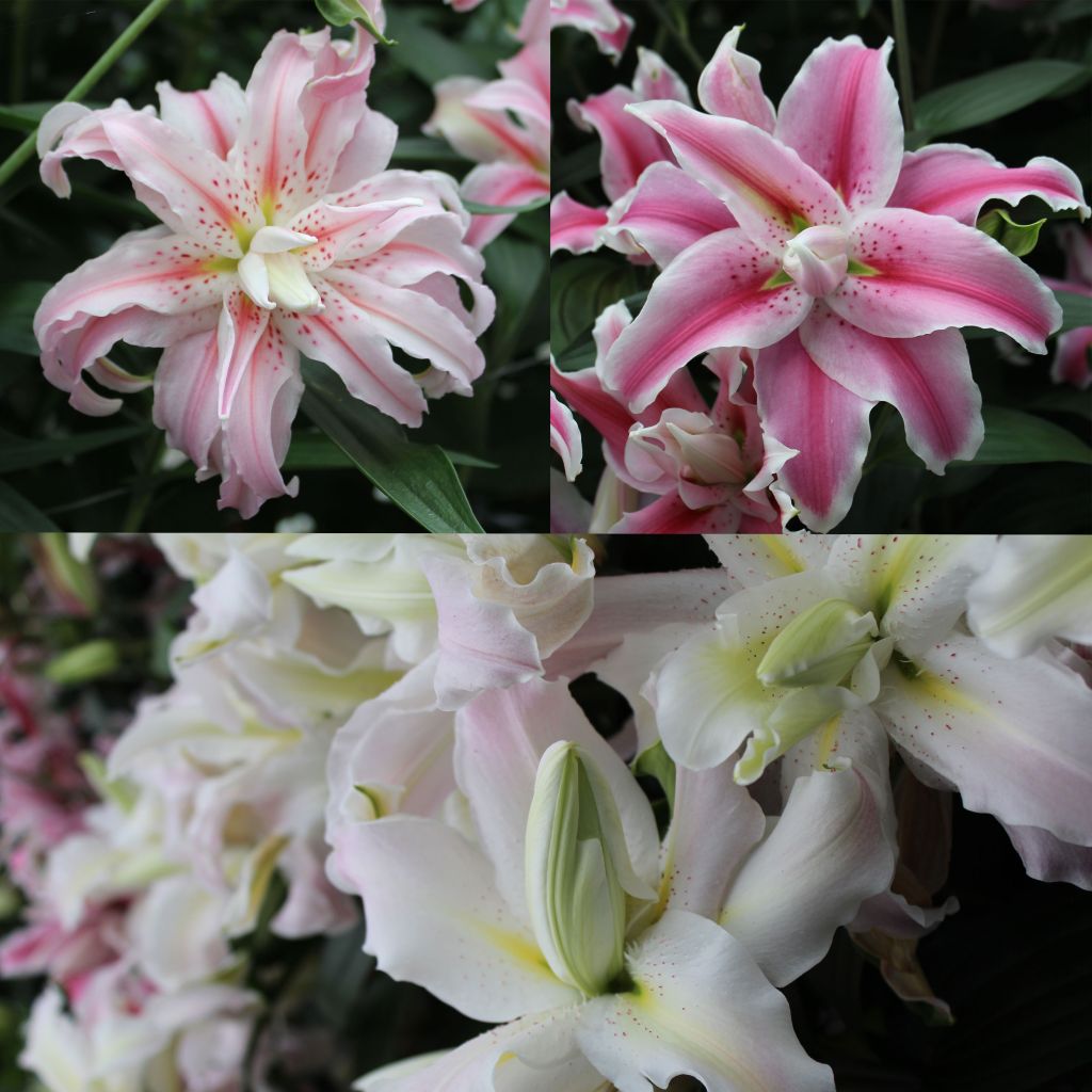 Scented Double Lily Collection
