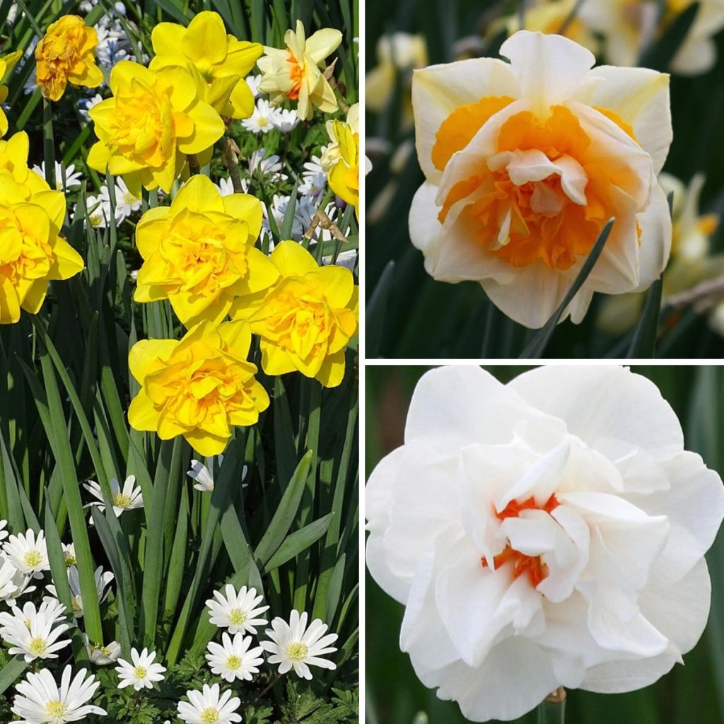 Double daffodil collection