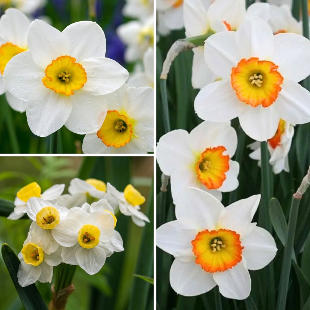 Perfumed Daffodil Collection