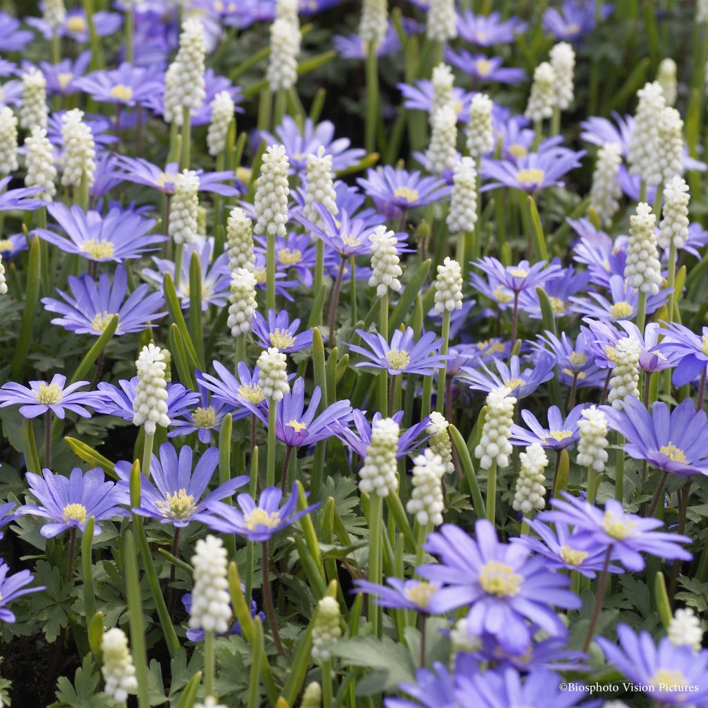 Selection of small white/blue bulbs
