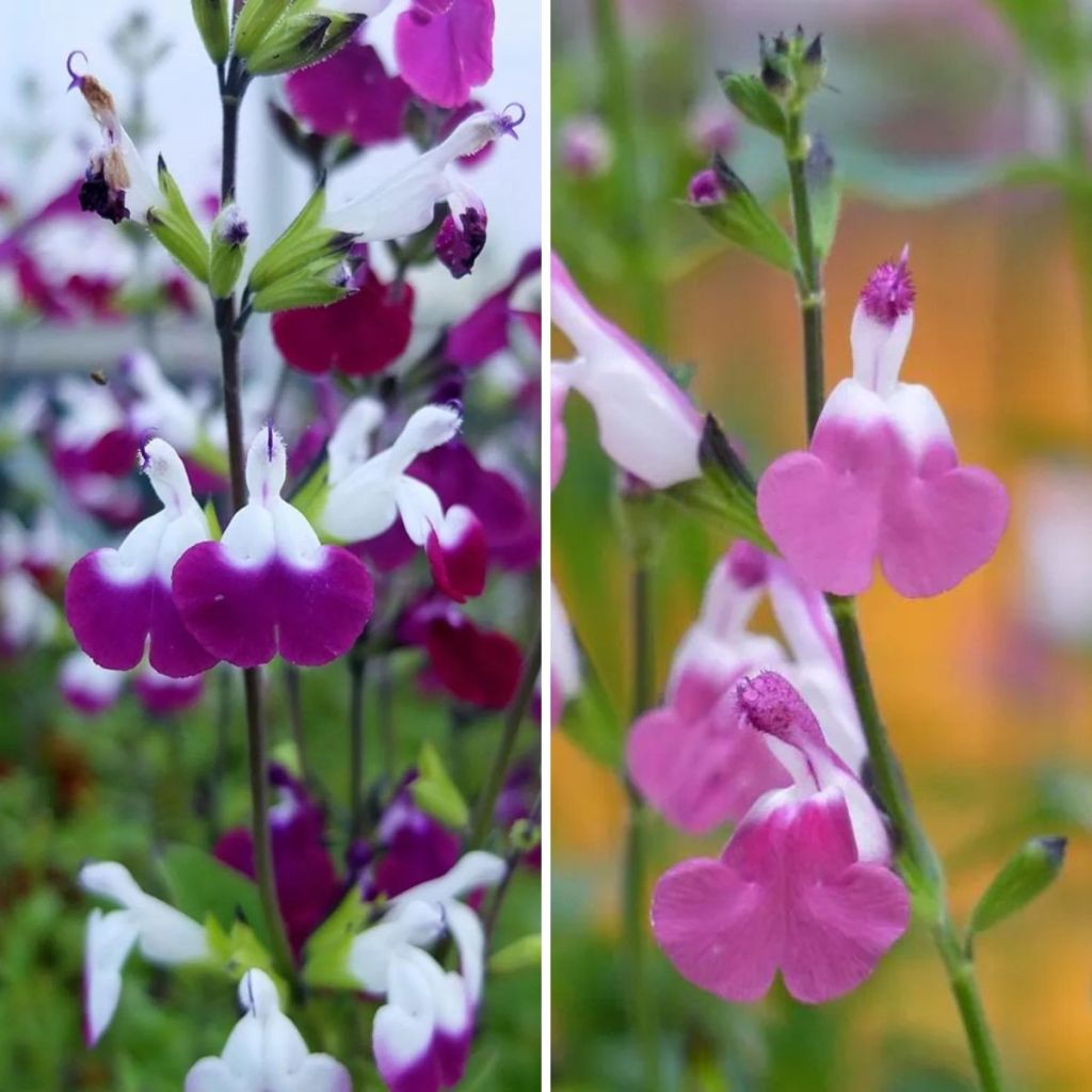 Shrubby Salvia Lips Collection