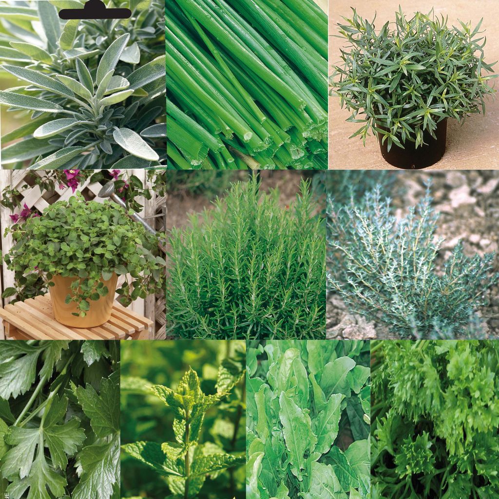 Collection of 10 Aromatic Plants