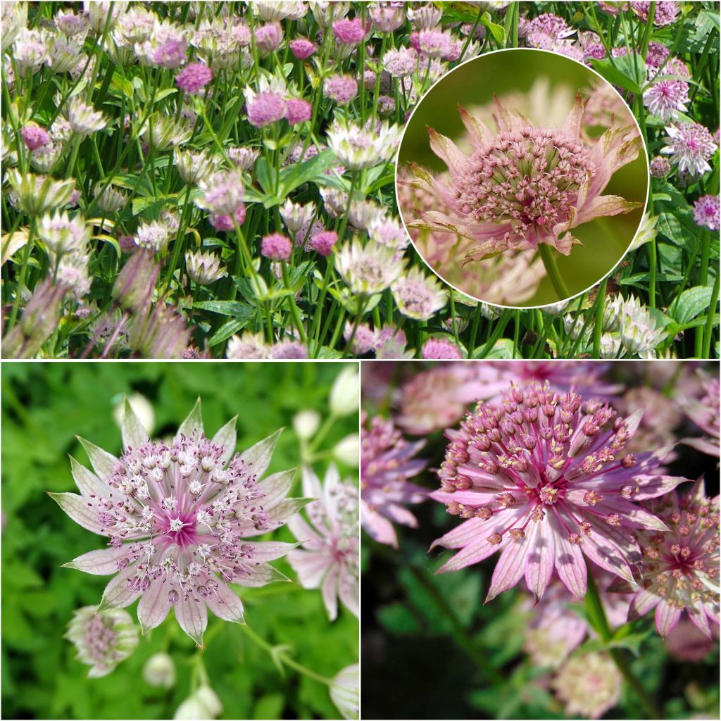 Collection of Three Pink Astrantia major
