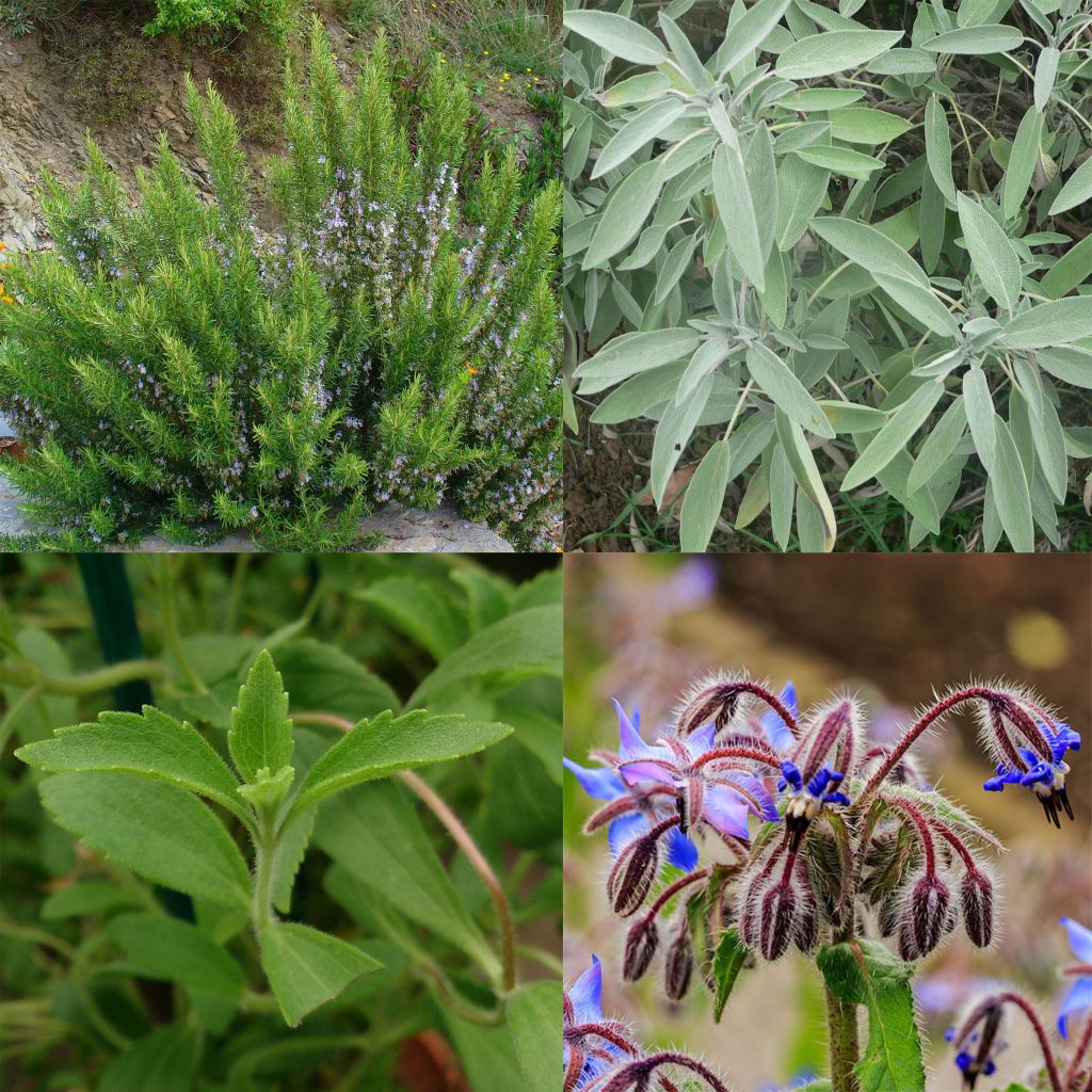 Collection of 4 aromatic plants for a patio