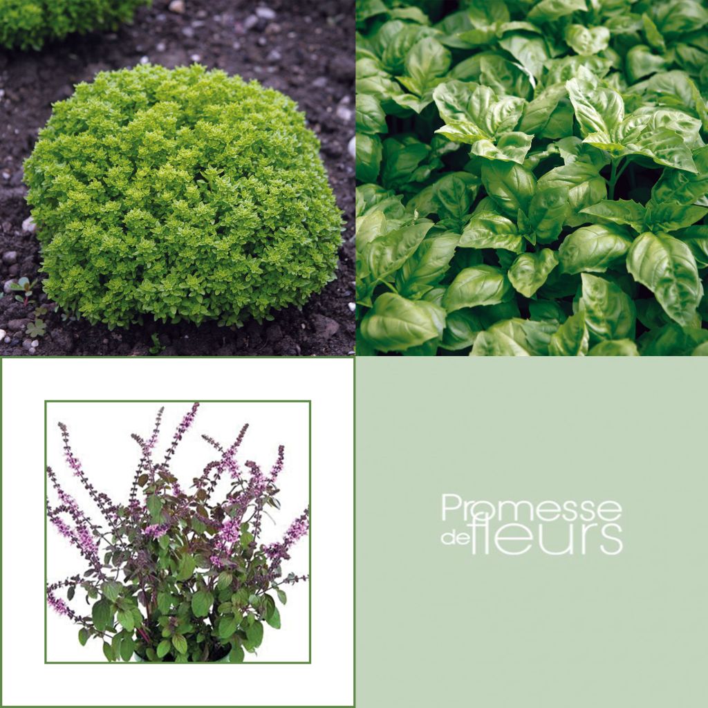 Collection of 5 Basil plants