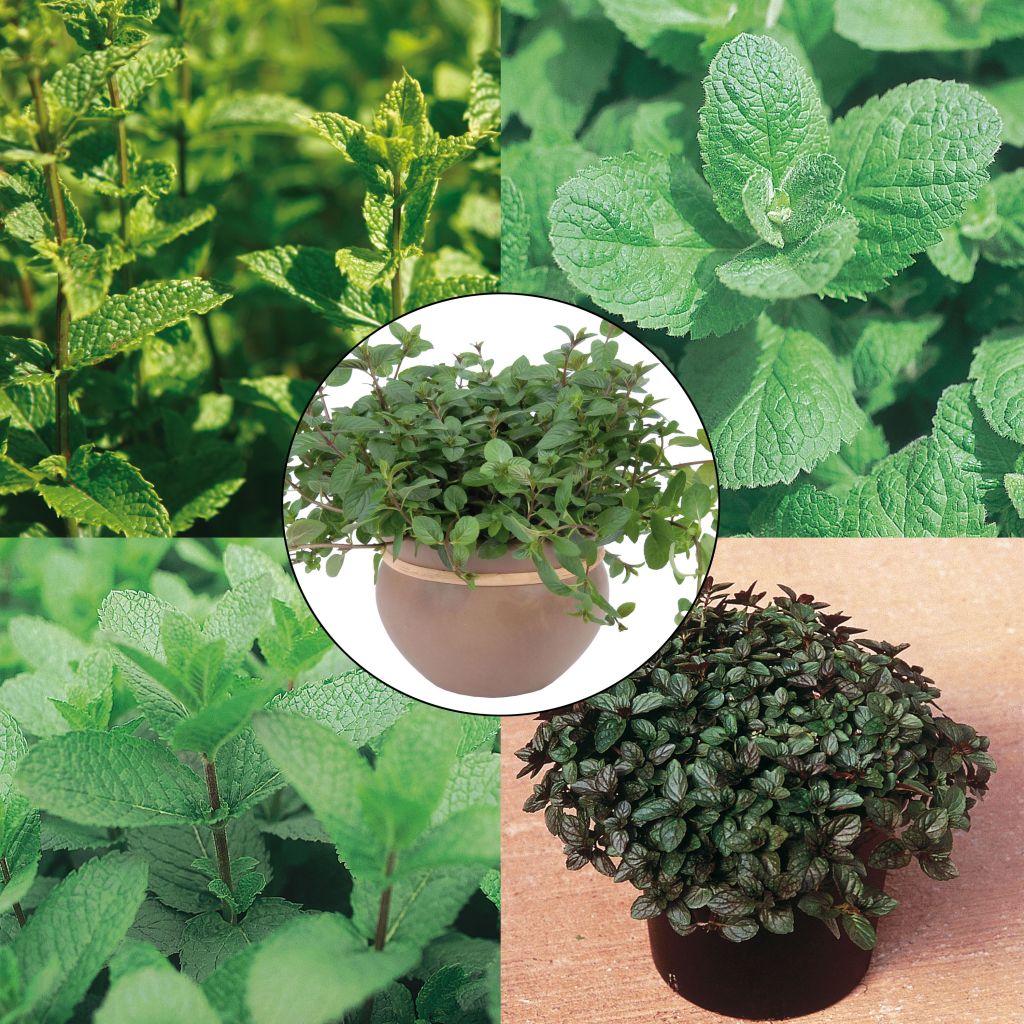 Collection of 5 mint plants