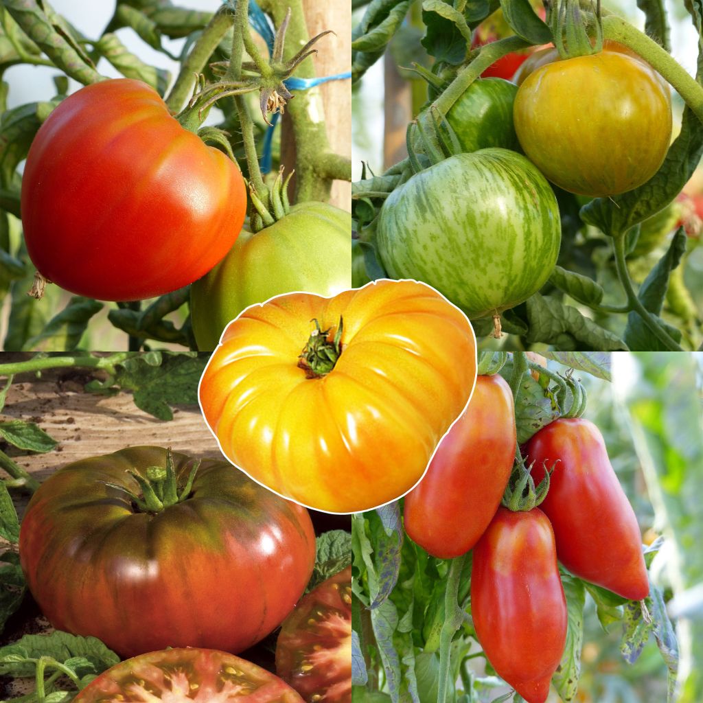 Collection of 5 Heirloom Tomato Plants