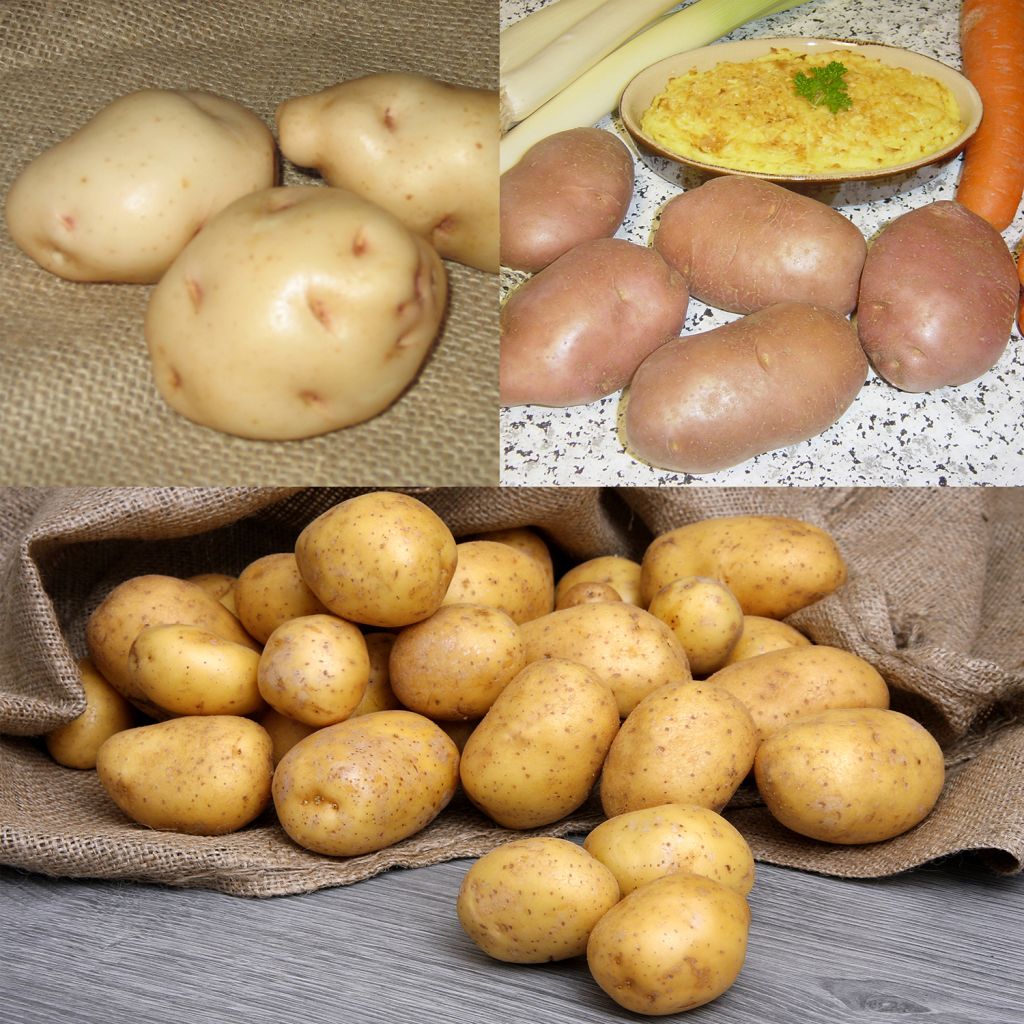 Collection of 75 Potato Plants