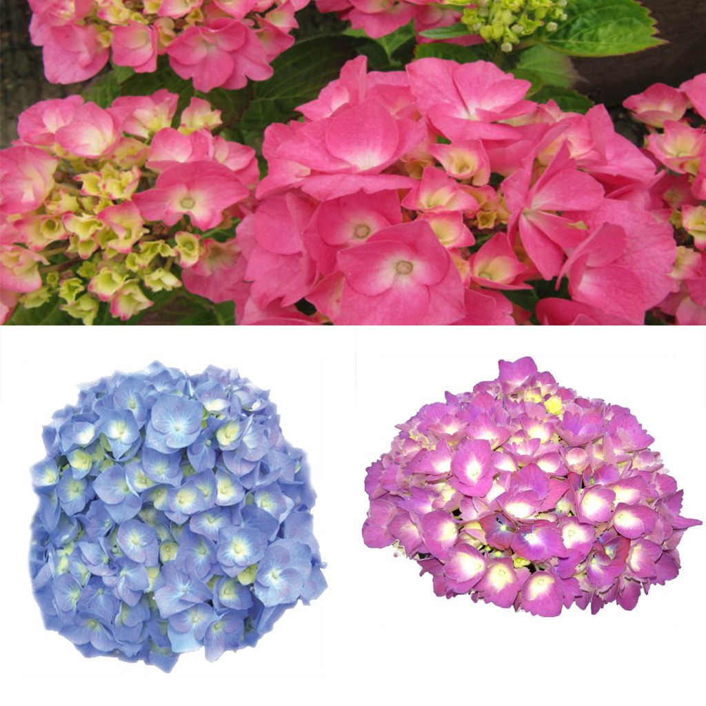 Classic Hydrangea Collection