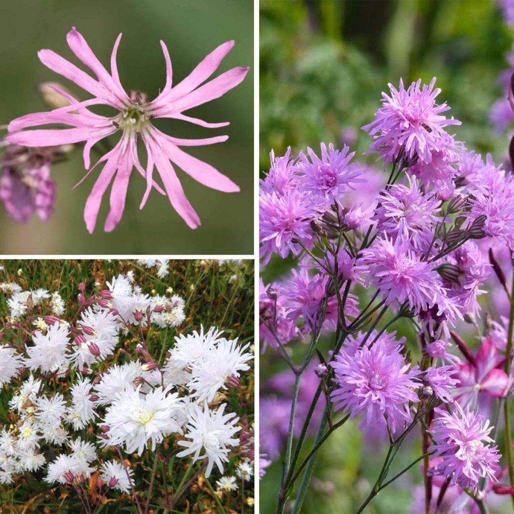 Meadow Pink Collection